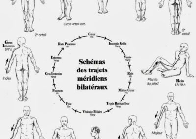 Shiatsu, les trajets des méridiens